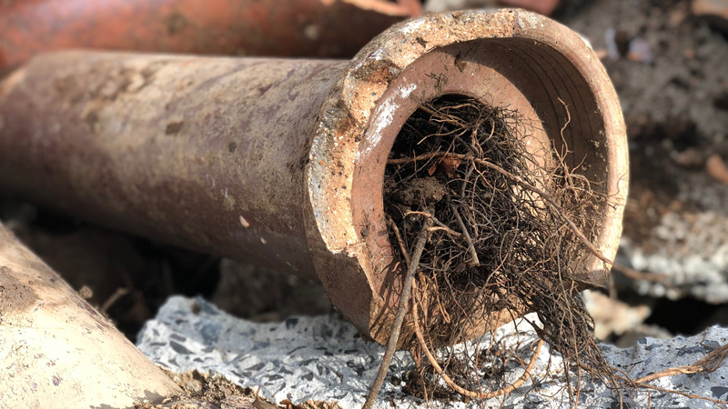 Tree Roots in Pipes - Pipe Reline & Pipe Relining
